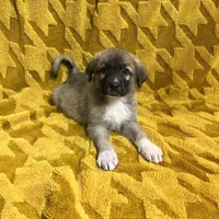 Abel M4, a male German Shepherd Dog and Great Pyrenees for sale in Lynchburg, VA – Photo 4 of 10