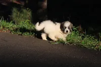 Iris, a female Australian Shepherd and Great Pyrenees for sale in Lynchburg, VA – 4 of 5