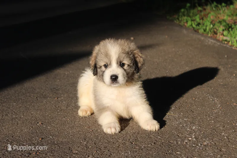 Samson – Australian Shepherd, Great Pyrenees puppy for sale in Lynchburg, VA