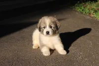 Samson, a male Australian Shepherd and Great Pyrenees for sale in Lynchburg, VA – 1 of 6