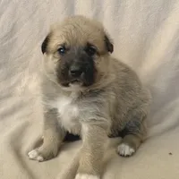 Cooper, a male German Shepherd Dog and Great Pyrenees for sale in Lynchburg, VA – Photo 2 of 6