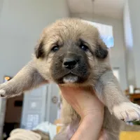 Cooper, a male German Shepherd Dog and Great Pyrenees for sale in Lynchburg, VA – Photo 3 of 6