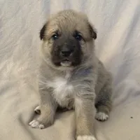 Cooper, a male German Shepherd Dog and Great Pyrenees for sale in Lynchburg, VA – Photo 5 of 6