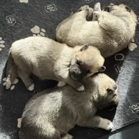 Cooper, a male German Shepherd Dog and Great Pyrenees for sale in Lynchburg, VA – Photo 6 of 6