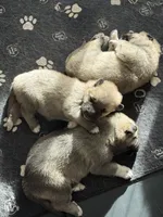 processed/462f3d09-0f96-4797-8734-057138279c53/listing/b69cfc0a-372a-4d08-b8d9-0fd596bfbf90/ac7d875d-b983-40e3-b082-4ef9e0799600