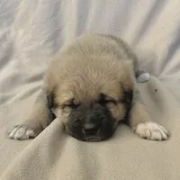Cooper, a male German Shepherd Dog and Great Pyrenees for sale in Lynchburg, VA – Photo 4 of 6