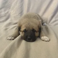Cooper, a male German Shepherd Dog and Great Pyrenees for sale in Lynchburg, VA – Photo 1 of 6