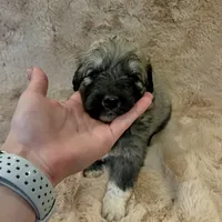 Ruthie F3, a female Australian Shepherd and Great Pyrenees for sale in Lynchburg, VA – Photo 8 of 9