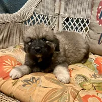 Ruthie F3, a female Australian Shepherd and Great Pyrenees for sale in Lynchburg, VA – Photo 7 of 9