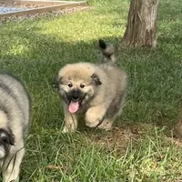 Ruthie F3, a female Australian Shepherd and Great Pyrenees for sale in Lynchburg, VA – Photo 2 of 9