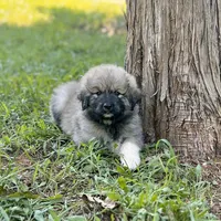 Ruthie F3, a female Australian Shepherd and Great Pyrenees for sale in Lynchburg, VA – Photo 5 of 9