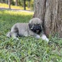 Ruthie F3, a female Australian Shepherd and Great Pyrenees for sale in Lynchburg, VA – Photo 6 of 9