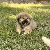 Ruthie F3, a female Australian Shepherd and Great Pyrenees for sale in Lynchburg, VA – Photo 3 of 9