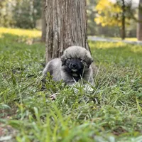 Ruthie F3, a female Australian Shepherd and Great Pyrenees for sale in Lynchburg, VA – Photo 4 of 9