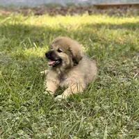 Ruthie F3, a female Australian Shepherd and Great Pyrenees for sale in Lynchburg, VA – Photo 1 of 9