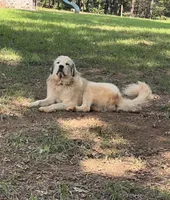 Moses, a male Great Pyrenees for sale in Lynchburg, VA – 5 of 6