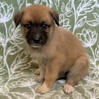 Daisy, a female German Shepherd Dog and Great Pyrenees for sale in Lynchburg, VA – Photo 3 of 5