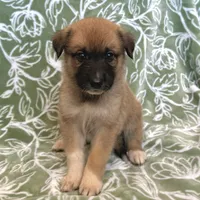 Daisy, a female German Shepherd Dog and Great Pyrenees for sale in Lynchburg, VA – Photo 1 of 5