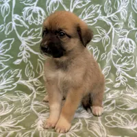 Daisy, a female German Shepherd Dog and Great Pyrenees for sale in Lynchburg, VA – Photo 4 of 5