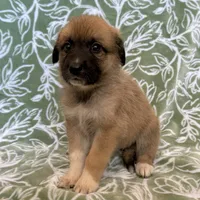 Daisy, a female German Shepherd Dog and Great Pyrenees for sale in Lynchburg, VA – Photo 5 of 5