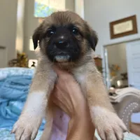 Daisy, a female German Shepherd Dog and Great Pyrenees for sale in Lynchburg, VA – Photo 2 of 5