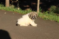 Poppy, a female Australian Shepherd and Great Pyrenees for sale in Lynchburg, VA – 1 of 6