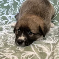 Hector, a male German Shepherd Dog and Great Pyrenees for sale in Lynchburg, VA – Photo 2 of 6
