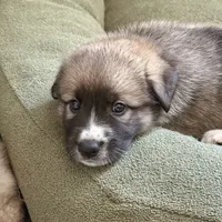 Hector, a male German Shepherd Dog and Great Pyrenees for sale in Lynchburg, VA – Photo 5 of 6