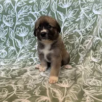 Hector, a male German Shepherd Dog and Great Pyrenees for sale in Lynchburg, VA – Photo 6 of 6