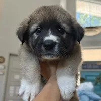 Hector, a male German Shepherd Dog and Great Pyrenees for sale in Lynchburg, VA – Photo 3 of 6
