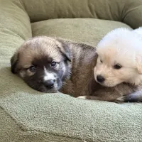 Hector, a male German Shepherd Dog and Great Pyrenees for sale in Lynchburg, VA – Photo 4 of 6