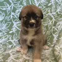 Hector, a male German Shepherd Dog and Great Pyrenees for sale in Lynchburg, VA – Photo 1 of 6