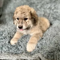 Chocolate Puppy - M1 - Romeo, a male Australian Shepherd and Great Pyrenees for sale in Lynchburg, VA – Photo 10 of 10