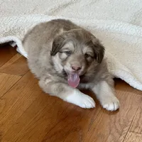 Chocolate Puppy - M1 - Romeo, a male Australian Shepherd and Great Pyrenees for sale in Lynchburg, VA – Photo 1 of 10