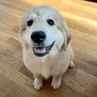 Chocolate Puppy - M1 - Romeo, a male Australian Shepherd and Great Pyrenees for sale in Lynchburg, VA – Photo 9 of 10