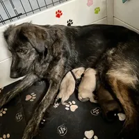 Chocolate Puppy - M1 - Romeo, a male Australian Shepherd and Great Pyrenees for sale in Lynchburg, VA – Photo 7 of 10