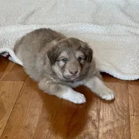 Chocolate Puppy - M1 - Romeo, a male Australian Shepherd and Great Pyrenees for sale in Lynchburg, VA – Photo 3 of 10