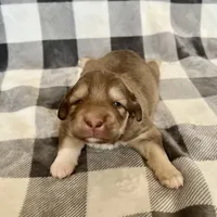 Chocolate Puppy - M1 - Romeo, a male Australian Shepherd and Great Pyrenees for sale in Lynchburg, VA – Photo 5 of 10