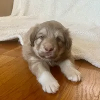Chocolate Puppy - M1 - Romeo, a male Australian Shepherd and Great Pyrenees for sale in Lynchburg, VA – Photo 2 of 10