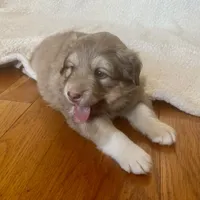 Chocolate Puppy - M1 - Romeo, a male Australian Shepherd and Great Pyrenees for sale in Lynchburg, VA – Photo 4 of 10