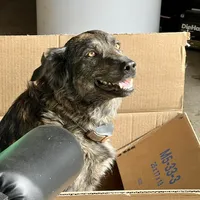 Chocolate Puppy - M1 - Romeo, a male Australian Shepherd and Great Pyrenees for sale in Lynchburg, VA – Photo 8 of 10
