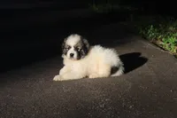 Iris, a female Australian Shepherd and Great Pyrenees for sale in Lynchburg, VA – 3 of 5