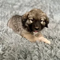 Baby Bo - Ruthie pup F2, a female Australian Shepherd and Great Pyrenees for sale in Lynchburg, VA – Photo 5 of 6