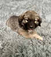 processed/462f3d09-0f96-4797-8734-057138279c53/listing/dfd0df2c-3e66-4a2d-978f-df4d840c2ac3/0123bfc2-737e-46f1-b9b5-0dfec0ad527b