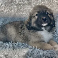 Baby Bo - Ruthie pup F2, a female Australian Shepherd and Great Pyrenees for sale in Lynchburg, VA – Photo 3 of 6