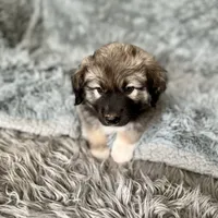 Baby Bo - Ruthie pup F2, a female Australian Shepherd and Great Pyrenees for sale in Lynchburg, VA – Photo 6 of 6