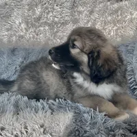 Baby Bo - Ruthie pup F2, a female Australian Shepherd and Great Pyrenees for sale in Lynchburg, VA – Photo 2 of 6