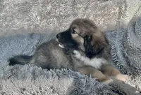 processed/462f3d09-0f96-4797-8734-057138279c53/listing/dfd0df2c-3e66-4a2d-978f-df4d840c2ac3/5b455668-7756-4ede-88f7-3d191e949592