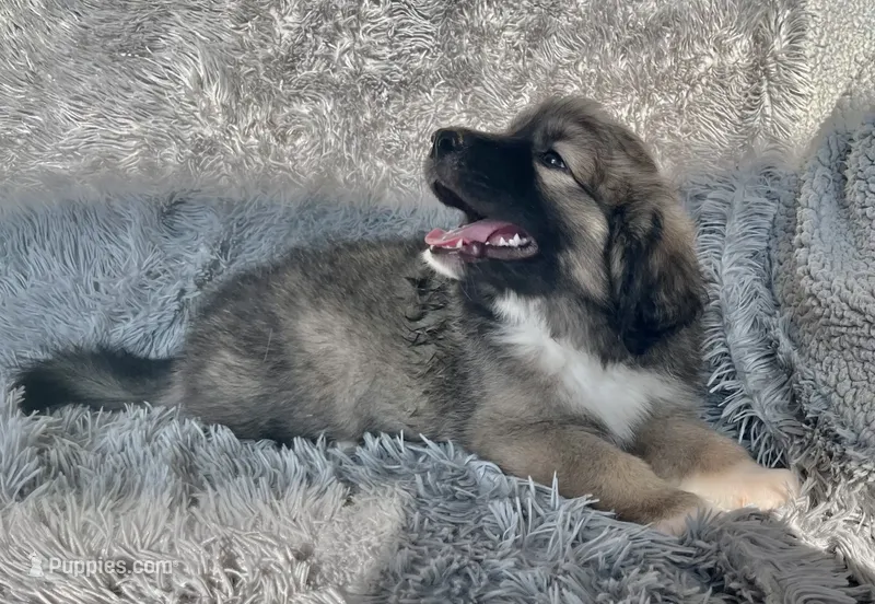 Baby Bo - Ruthie pup F2