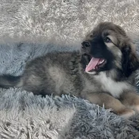 Baby Bo - Ruthie pup F2, a female Australian Shepherd and Great Pyrenees for sale in Lynchburg, VA – Photo 4 of 6